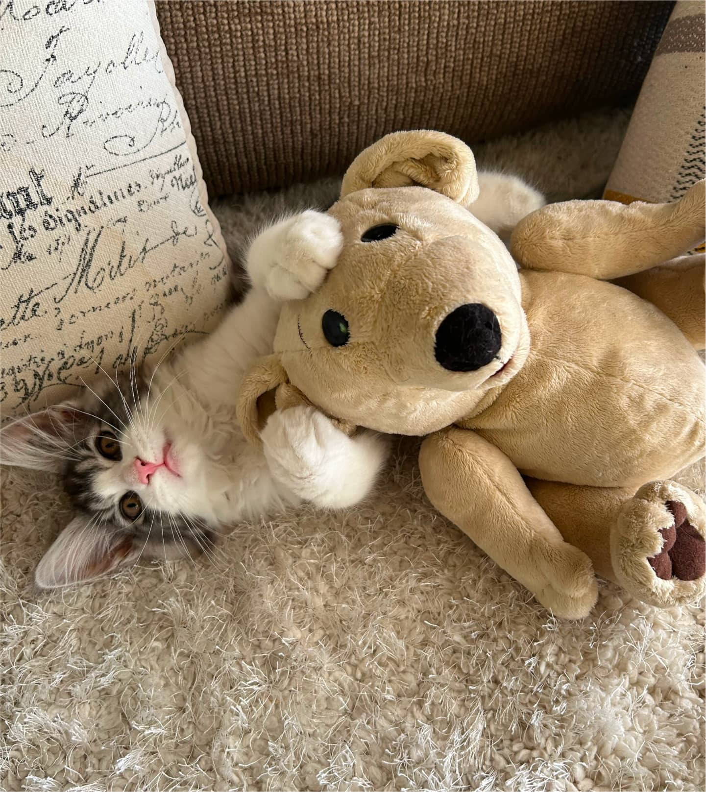 Find a helpless
cat near you